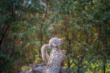 Eastern Gray Squirrel, or Sciurus carolinensis standing in an forest area of Montreal, Quebec, Canada. Also known as Grey Squirrel, it is one of the most common North American rodents