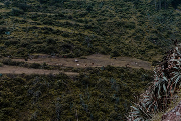 Montañas - Paisaje - Green - Pasto - plantas