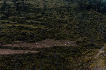Montañas - Paisaje - Green - Pasto - plantas