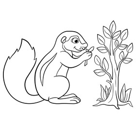 Coloring pages. Little cute xerus eats leaves.