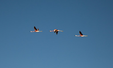 Flamingoes Flying