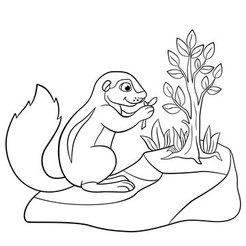 Coloring pages. Little cute xerus eats leaves.