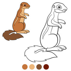 Color me: xerus. Little cute xerus smiles.