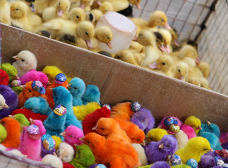 POLLITOS DE COLORES