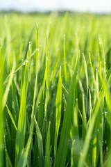 Lush green rice field plant in Bali, Indonesia