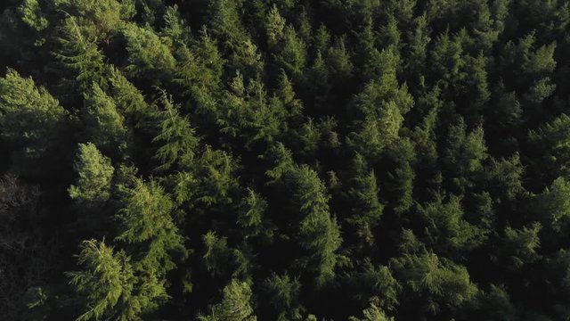 Aerial drone view of beautiful evergreen forest treetops flyover