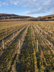 Fototapeta na wymiar A vineyard near Eisenstadt at the bottom of the Leithagebirge, Burgenland, Austria