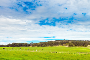 Fototapeta premium Grazing cows on a daily farm in South Australia