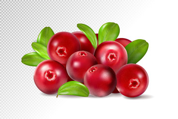 Cranberry with leaves on transparent background. Realistic vector. 3d illustration