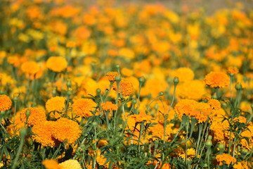 cempasúchil flores amarillas campo © Cristian
