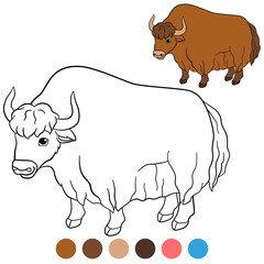 Color me: yak. Cute beautiful yak smiles.