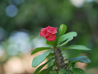 Euphorbia milii flower