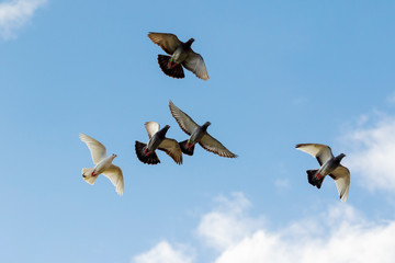homing pigeon bird flying against blue sky