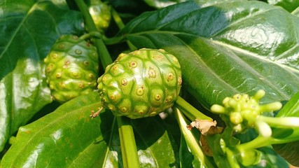 Noni at green garden in northern area 