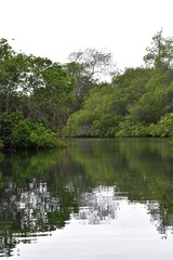 Fototapeta na wymiar Green mangrove reflecting off the water