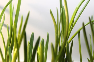 Obraz premium Green onions growing in the sun fresh juicy