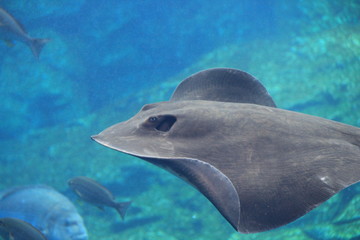 泳ぐエイ © misumaru51shingo