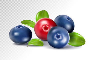 Blueberries and cranberries with leaves. Quality realistic vector, 3d illustration