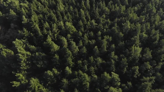 Aerial drone view of beautiful evergreen forest treetops flyover