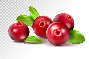 Cranberry with leaves on transparent. Full depth of field. Quality realistic vector, 3d illustration