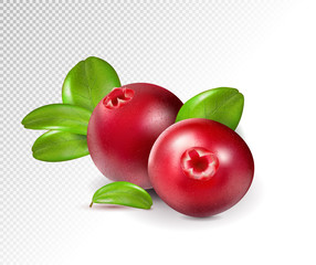 Two cranberry with leaves on transparent. Full depth of field. Quality realistic vector, 3d illustration