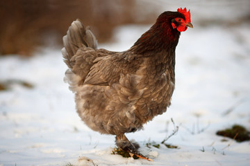Chicken in the snow