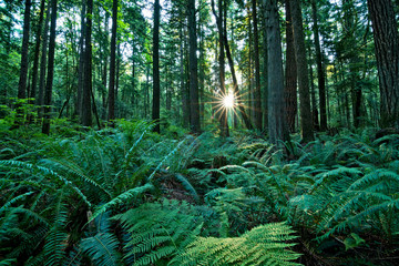Temperate Rain Forest