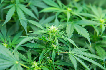 Legal Marijuana cultivation in the home. Green background of leaves. Young cannabis plant. In door...