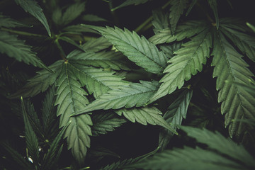 Green background of leaves. Young cannabis plant. Cannabis at the beginning of flowering. Northern...