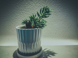 Succulent plants in a pot with vintage style; single, background