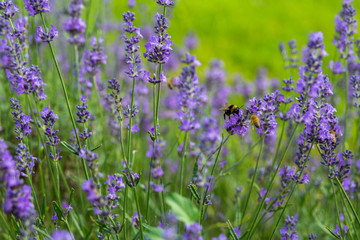Obraz premium Fields of Purple Lavender Flowers and lots of hungry bees harvesting pollen from the flowers 