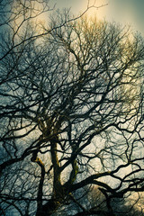 Spooky horror movie trees withs serpentine branches
