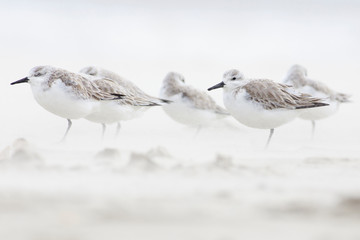 Calidris alba sleeping on the sand