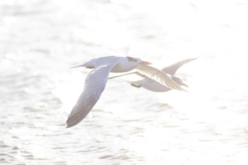 Elegant tern perched on the sand, Port aransas texas