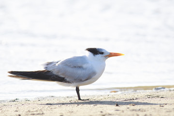 Elegant tern perched on the sand, Port aransas texas