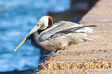 Brown pelicans fish hook port aransas texas