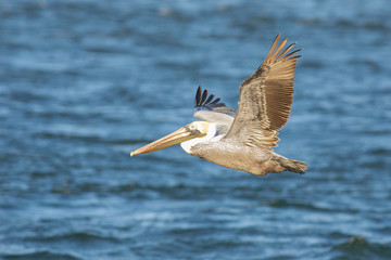 Fototapeta na wymiar Bronw pelican in Port Aransas Texas