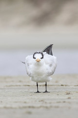 Elegant tern perched on the sand, Port aransas texas