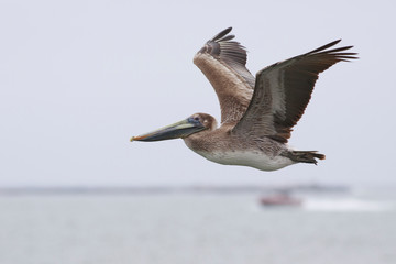 Bronw pelican in Port Aransas Texas