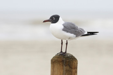 black-headed gull 