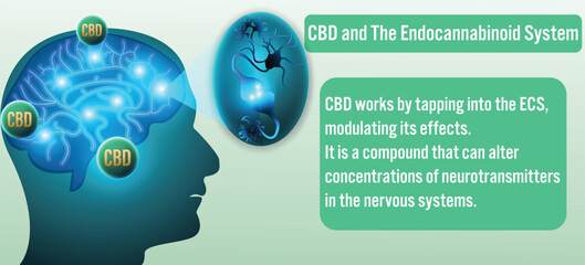 5 most common misconceptions about CBD CBD and The Endocannabinoid System