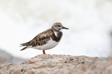 Arenaria interpres perched on the rock