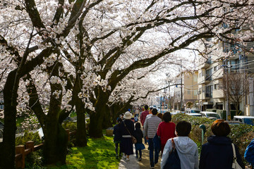 Cherry blossoms along Matsukawa in Toyama prefecture.  富山県松川沿いの桜