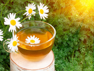Chamomile tea in a transparent cup on a birch stump against the background of chamomile foliage in...