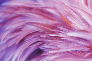 Purple fluffy chicken feathers in soft style for background, Postcard, wallpaper and design
