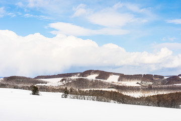 Beautiful outdoor nature landscape with tree in snow winter season at Hokkaido