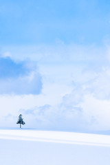 Naklejka na ściany i meble Beautiful outdoor nature landscape with christmas tree in winter snow season