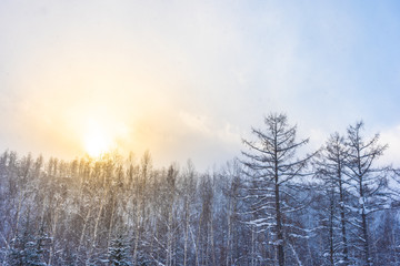 Beautiful outdoor nature landscape with tree in snow winter season at Hokkaido