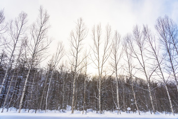 Beautiful outdoor nature landscape with tree in snow winter season at Hokkaido