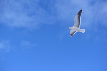 青空と冬のカモメ